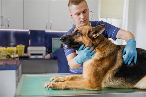 ᐈ Pros And Cons Of Neutering A Male Dog Best Age To Neuter A Dog