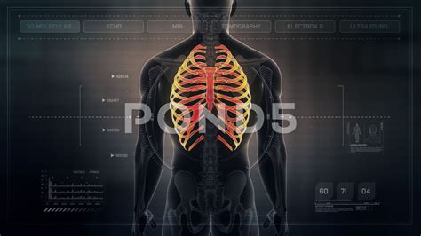 It is subdivided into gross anatomy and microscopic anatomy. Anatomy of Human Male Rib Cage on Futuristic Medical ...