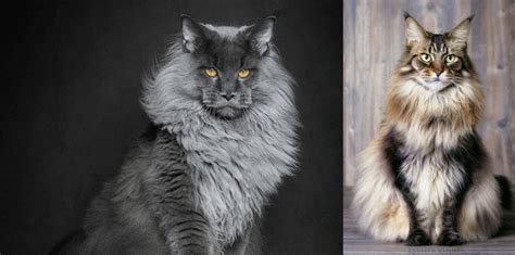 Maine Coon Vs American Longhair Breed Comparison