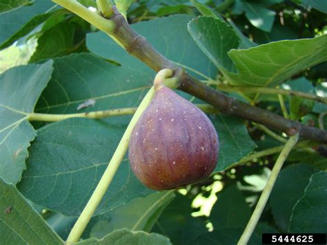 Edible Fig Ficus Carica