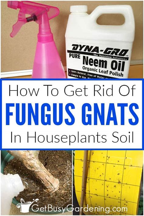 How To Get Rid Of Fungus Gnats In Houseplants 9 Ways Get Busy Gardening