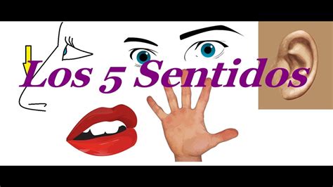 Los 5 Sentidos Para Niñosvideos Educativos Youtube