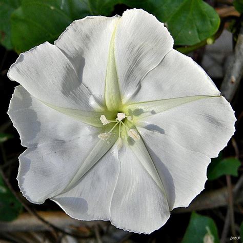 Moon Flowers Ask A Biologist