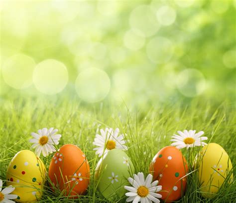 Photography Backdrop Spring Easter Eggs Sunlight Beautiful White Flower