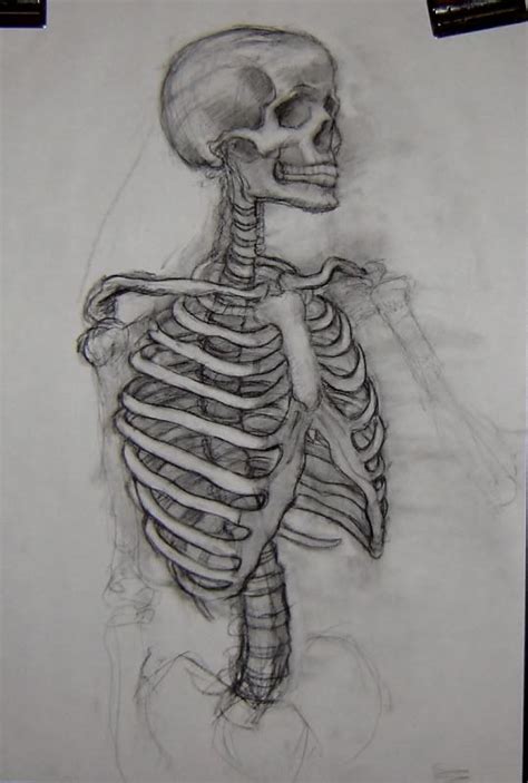 Skeleton Drawings Anatomy Art Human Anatomy Art