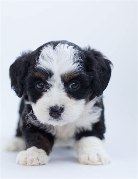 5000张最精彩的 Puppy 图片 · 100免费下载 · Pexels素材图片