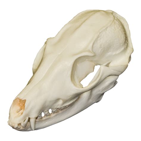 Replica Bat Eared Fox Skull For Sale Skulls Unlimited International Inc