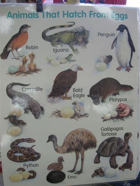 Mammals That Lay Eggs Examples Pets Lovers