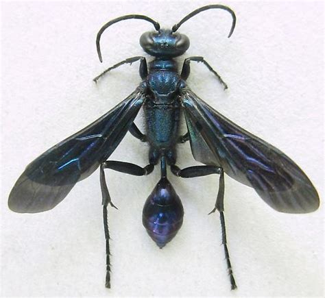 Blue Mud Wasp Chalybion Californicum Bugguidenet