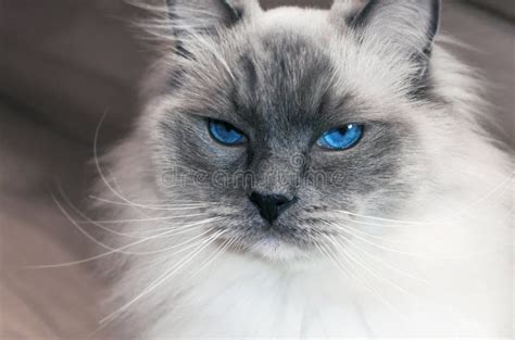 Portrait Of Beautiful Ragdoll Cat With Blue Eyes Stock Photo Image Of