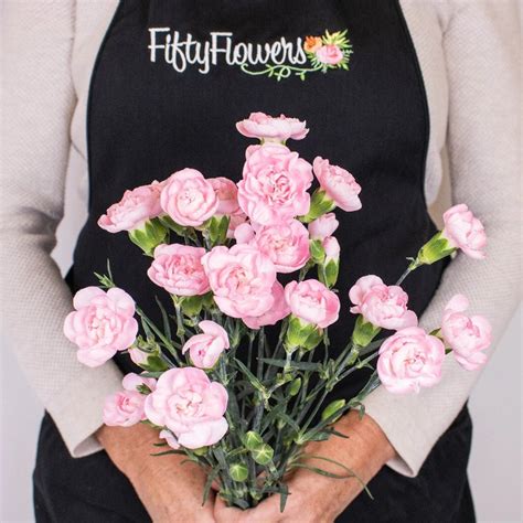 Wholesale Blushing Pink Mini Carnation Flowers ᐉ Bulk Blushing Pink