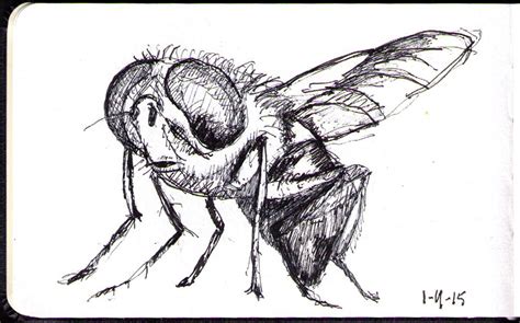 Drawing Of A Fly In Ballpoint Pen One Drawing Daily