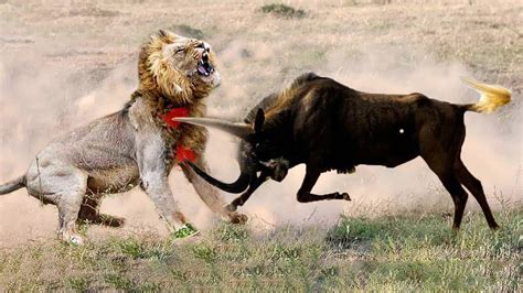 Top 10 Prey Fight Back Lion The Poor Face Of Lion Prey Vs Predator