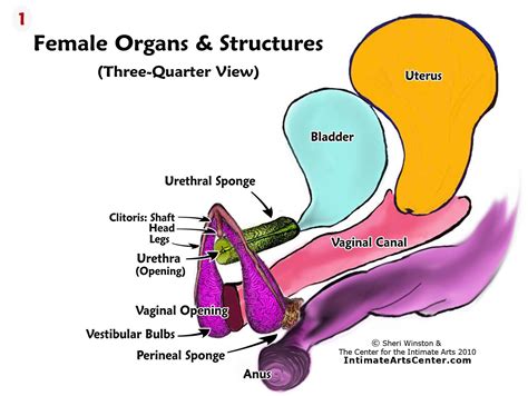 Illustration Of Womans Internal Organs Female Internal Genital