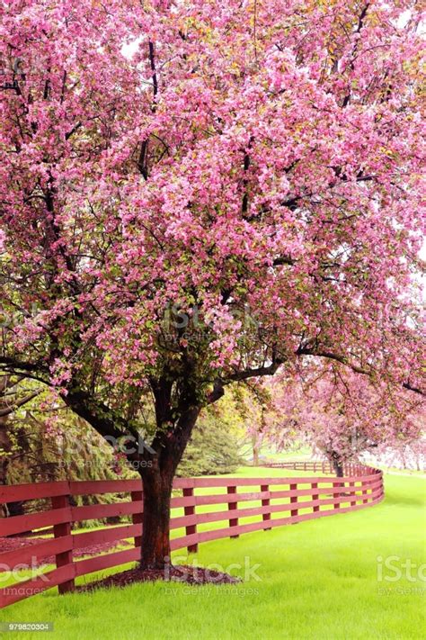 Beautiful Spring Time Nature Background Stock Photo Download Image