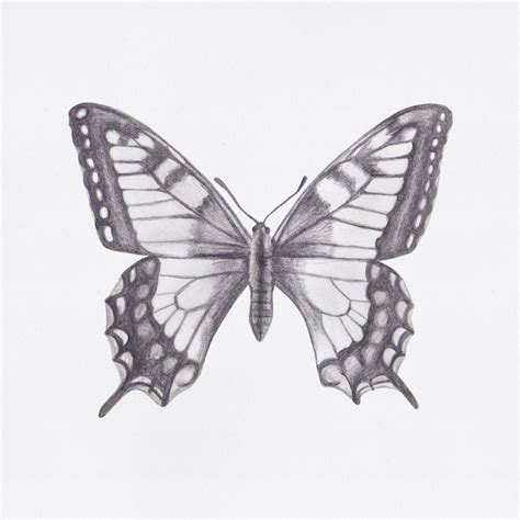 Нарисованная бабочка карандашом 60 фото