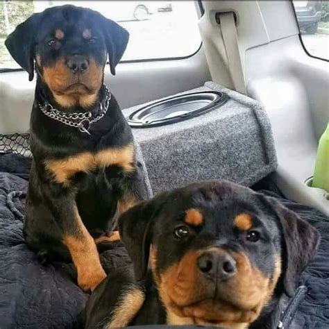 Pin By Pamela Lowrance On Rottweilers Rottweiler Puppies Labrador
