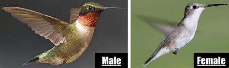 15 Types Of Hummingbirds In The United States 2023 Bird Watching Hq