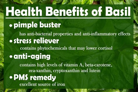 10 Powerful Health Benefits Of Basil My Health Only