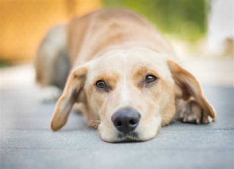 Bacterial Infection Streptococcus In Dogs Petmd