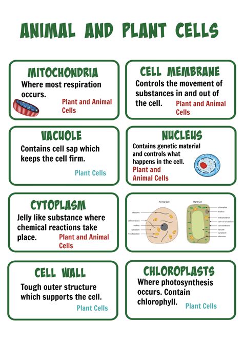 Animal Cell Facts For Kids