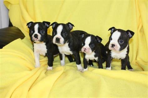 Raised indoors with both parents, cats, children will come along with all toys and papers.a good home is a must. Handsome AKC Boston Terrier Puppies for Sale in Oregon ...