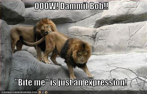 Funny Lions Funny Animals