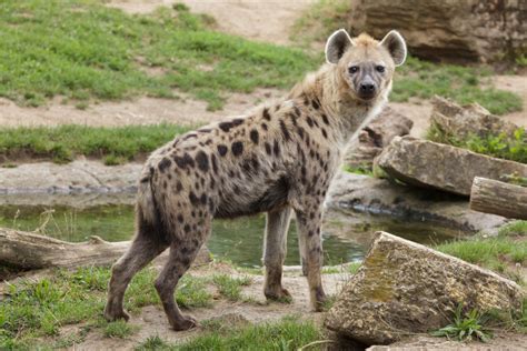 Wild Facts About Hyenas