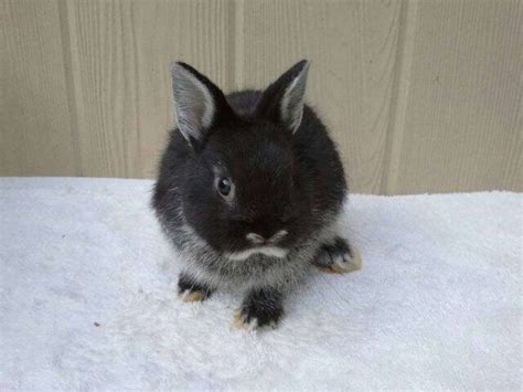 Black Otter Netherland Dwarf Bunnies Sold Out At This Time Netherland