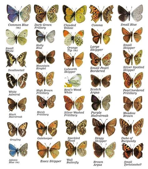 A Bunch Of Butterflies That Are In Different Colors And Sizes With The