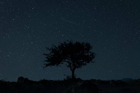 Download Tree Silhouette Starry Sky Wallpaper