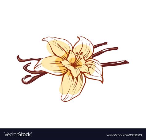 Vanilla Flower And Sticks Isolated Icon Royalty Free Vector