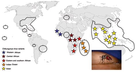 Figure 4 Novel Chikungunya Virus Variant In Travelers Returning From