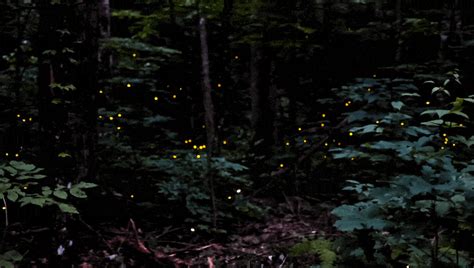 A Look At Elkmonts Synchronous Firefly Show The Hottest Ticket In The
