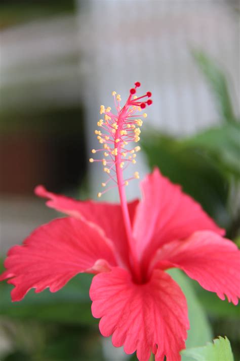 Hibiscus Flower Essence - Serenity