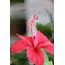Hibiscus Flower Essence  Serenity