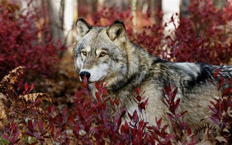 Red Wolf Wallpapers Images Photos Pictures Backgrounds