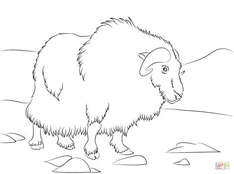 Printable Musk Ox Coloring Page