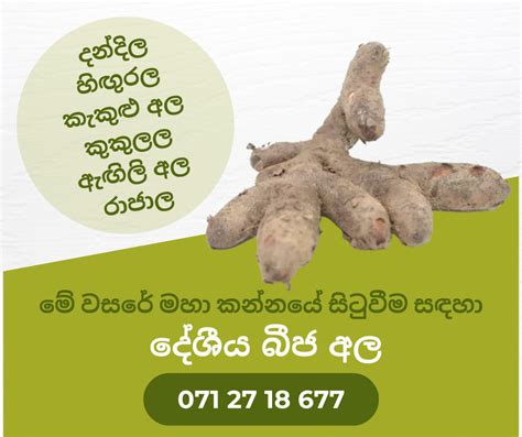 Deshiya Ala දේශීය අල Kegalle