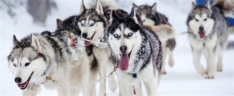 1 5 What Is A Sled Dog Smrt English