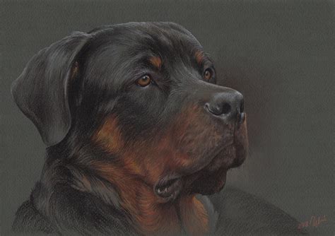 Pastel Portrait Of Rottweiler Dog 30x21 Cm 2018 Pastel Drawing By