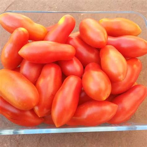 Himmelsstürmer Tomaten Samen Bestellen Chili Shop24de