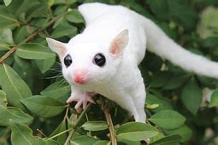 When an intruder is spotted, they will sound off a shrill yapping followed by a sharp shriek if a fight arises. Different Colors of Sugar Gliders - Exotic Nutrition