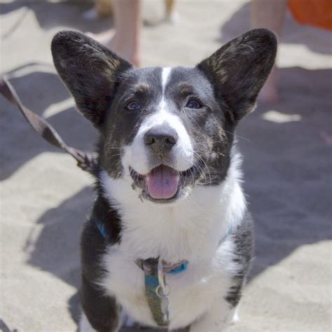 Dog Of The Day Corgi Con Goer The Dogs Of San Francisco