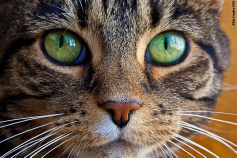 Cant Look Away From These Exquisite Green Eyes Cats Animals Kittens