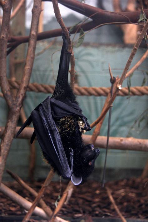 Livingstones Fruit Bat Pteropus Livingstonii Also Called The Comoro