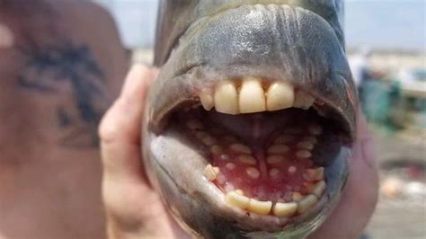 Sheepshead Fish Fish With Human Like Teeth Caught In The Us All You