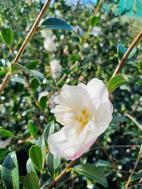 Buy Camellia sasanqua - Paradise Helen - Matakana Palms NZ
