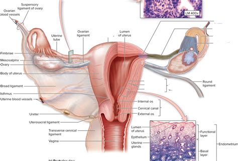 Female Reproductive 1 Diagram Quizlet
