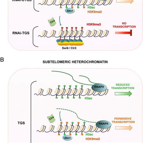 Model Of The Proposed Role Of Abo1 In Heterochromatin In S Pombe Download Scientific Diagram